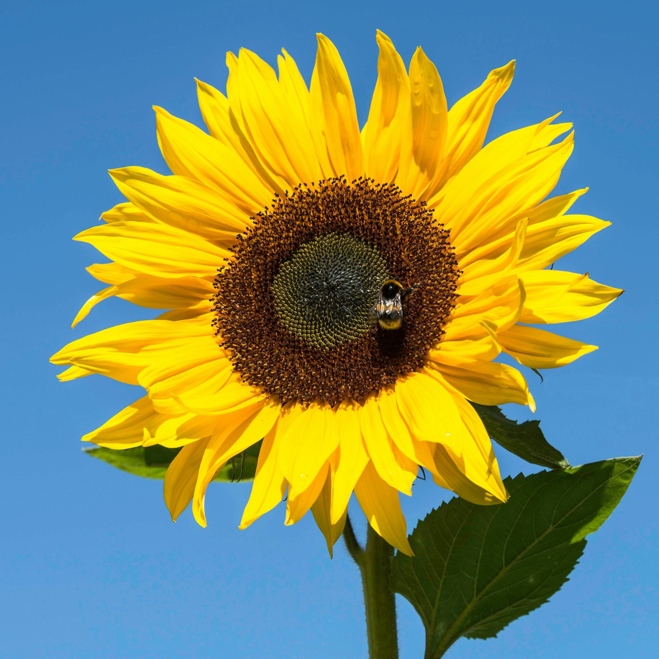 A close-up of a bumblebee on a sunflower against a clear blue sky.